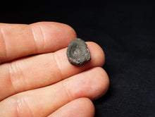 Load image into Gallery viewer, Jurassic ichthyosaur bone (vertebra) from Lyme Regis (14mm)