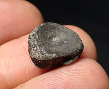 Load image into Gallery viewer, Jurassic ichthyosaur bone (vertebra) from Lyme Regis (14mm)