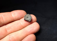 Load image into Gallery viewer, Jurassic ichthyosaur bone (vertebra) from Lyme Regis (14mm)