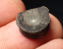 Load image into Gallery viewer, Jurassic ichthyosaur bone (vertebra) from Lyme Regis (14mm)
