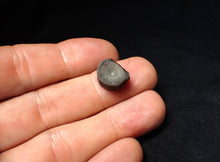 Load image into Gallery viewer, Jurassic ichthyosaur bone (vertebra) from Lyme Regis (14mm)