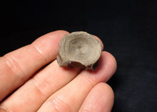 Load image into Gallery viewer, Jurassic ichthyosaur bone (vertebra) from Lyme Regis (26mm)