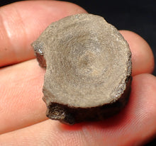 Load image into Gallery viewer, Jurassic ichthyosaur bone (vertebra) from Lyme Regis (26mm)