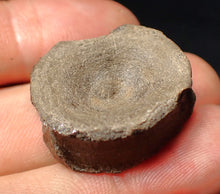 Load image into Gallery viewer, Jurassic ichthyosaur bone (vertebra) from Lyme Regis (26mm)