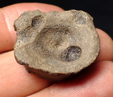 Load image into Gallery viewer, Jurassic ichthyosaur bone (vertebra) from Lyme Regis (26mm)