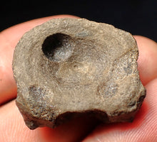 Load image into Gallery viewer, Jurassic ichthyosaur bone (vertebra) from Lyme Regis (26mm)