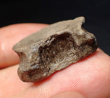 Load image into Gallery viewer, Jurassic ichthyosaur bone (vertebra) from Lyme Regis (26mm)