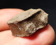 Load image into Gallery viewer, Jurassic ichthyosaur bone (vertebra) from Lyme Regis (26mm)