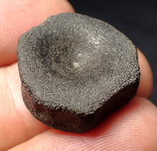Load image into Gallery viewer, Jurassic ichthyosaur bone (vertebra) from Lyme Regis (22mm)