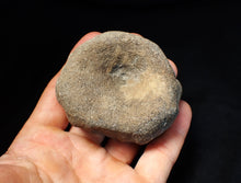 Load image into Gallery viewer, Large Jurassic ichthyosaur bone (vertebra) from Lyme Regis (74mm)