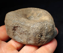 Load image into Gallery viewer, Large Jurassic ichthyosaur bone (vertebra) from Lyme Regis (74mm)