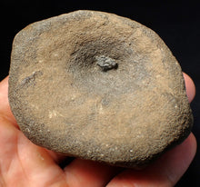Load image into Gallery viewer, Large Jurassic ichthyosaur bone (vertebra) from Lyme Regis (74mm)