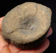 Load image into Gallery viewer, Large Jurassic ichthyosaur bone (vertebra) from Lyme Regis (74mm)