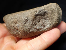 Load image into Gallery viewer, Large Jurassic ichthyosaur bone (vertebra) from Lyme Regis (74mm)