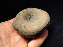 Load image into Gallery viewer, Large Jurassic ichthyosaur bone (vertebra) from Lyme Regis (74mm)