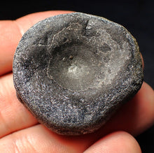 Load image into Gallery viewer, Jurassic ichthyosaur bone (vertebra) from Lyme Regis (38mm)