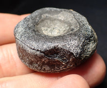Load image into Gallery viewer, Jurassic ichthyosaur bone (vertebra) from Lyme Regis (38mm)