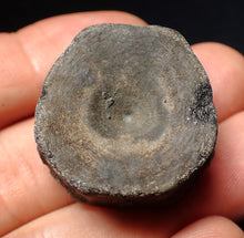 Load image into Gallery viewer, Jurassic ichthyosaur bone (vertebra) from Lyme Regis (31mm)