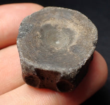 Load image into Gallery viewer, Jurassic ichthyosaur bone (vertebra) from Lyme Regis (31mm)