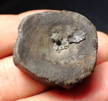 Load image into Gallery viewer, Jurassic ichthyosaur bone (vertebra) from Lyme Regis (31mm)