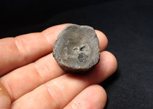 Load image into Gallery viewer, Jurassic ichthyosaur bone (vertebra) from Lyme Regis (31mm)