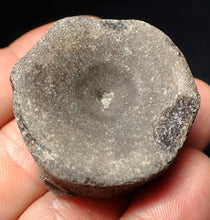 Load image into Gallery viewer, Large Jurassic ichthyosaur bone (vertebra) from Lyme Regis (40mm)