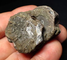 Load image into Gallery viewer, Jurassic double ichthyosaur bone (vertebra) from Lyme Regis (44mm)