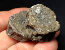 Load image into Gallery viewer, Jurassic double ichthyosaur bone (vertebra) from Lyme Regis (44mm)