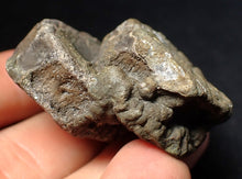 Load image into Gallery viewer, Jurassic double ichthyosaur bone (vertebra) from Lyme Regis (44mm)
