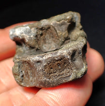 Load image into Gallery viewer, Jurassic double ichthyosaur bone (vertebra) from Lyme Regis (44mm)