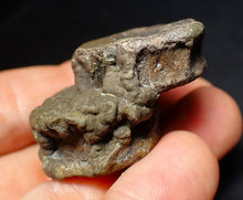 Load image into Gallery viewer, Jurassic double ichthyosaur bone (vertebra) from Lyme Regis (44mm)