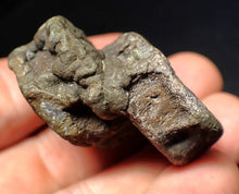 Load image into Gallery viewer, Jurassic double ichthyosaur bone (vertebra) from Lyme Regis (44mm)