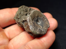 Load image into Gallery viewer, Jurassic double ichthyosaur bone (vertebra) from Lyme Regis (44mm)