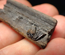 Load image into Gallery viewer, Jurassic ichthyosaur jaw bone with teeth from Lyme Regis (40mm)