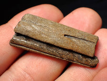 Load image into Gallery viewer, Jurassic ichthyosaur jaw bone with teeth from Lyme Regis (40mm)