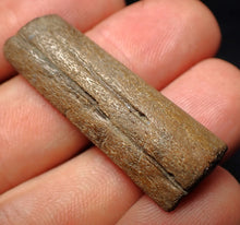 Load image into Gallery viewer, Jurassic ichthyosaur jaw bone from Lyme Regis (38mm)