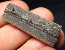 Load image into Gallery viewer, Jurassic ichthyosaur jaw bone from Lyme Regis (38mm)