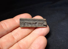 Load image into Gallery viewer, Jurassic ichthyosaur jaw bone from Lyme Regis (38mm)