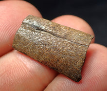 Load image into Gallery viewer, Jurassic ichthyosaur jaw bone from Lyme Regis (22mm)