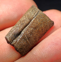 Load image into Gallery viewer, Jurassic ichthyosaur jaw bone from Lyme Regis (22mm)