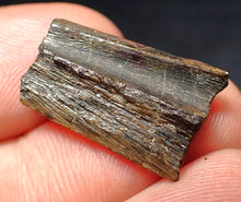 Load image into Gallery viewer, Jurassic ichthyosaur jaw bone from Lyme Regis (22mm)