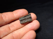 Load image into Gallery viewer, Jurassic ichthyosaur jaw bone from Lyme Regis (22mm)