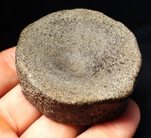 Load image into Gallery viewer, Large Jurassic ichthyosaur bone (vertebra) from Lyme Regis (55mm)