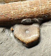 Load image into Gallery viewer, Jurassic ichthyosaur ribcage bone block from Watchet (78mm)