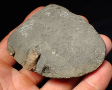 Load image into Gallery viewer, Jurassic ichthyosaur ribcage bone block from Watchet (78mm)