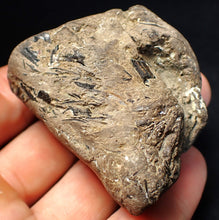 Load image into Gallery viewer, Jurassic ichthyosaur coprolite (poo) from Lyme Regis (55mm)