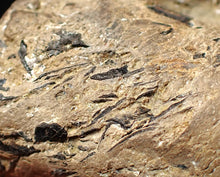 Load image into Gallery viewer, Jurassic ichthyosaur coprolite (poo) from Lyme Regis (55mm)