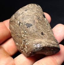 Load image into Gallery viewer, Jurassic ichthyosaur coprolite (poo) from Lyme Regis (55mm)