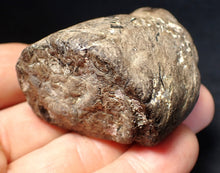 Load image into Gallery viewer, Jurassic ichthyosaur coprolite (poo) from Lyme Regis (55mm)