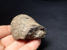 Load image into Gallery viewer, Jurassic ichthyosaur coprolite (poo) from Lyme Regis (55mm)